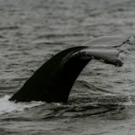 Analyst Predicts XRP Price Will Hit $100 Before Bitcoin Hits $1 Million