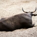 Bitcoin Price Shows Early Signs of a Pullback After Recent Run